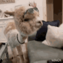 Alpaca Llama GIF